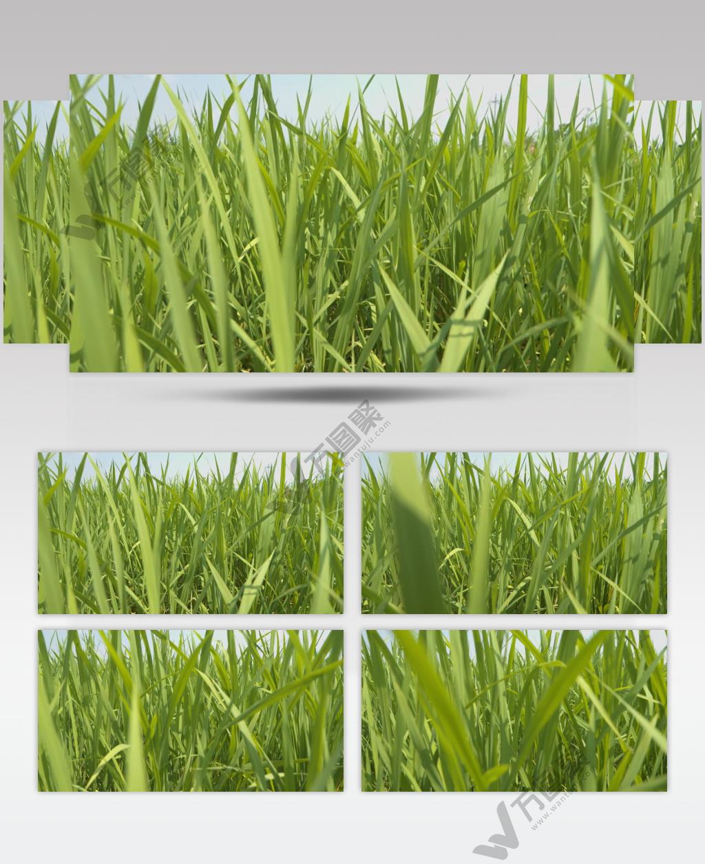 夏天镜头穿过水稻慢镜头升格