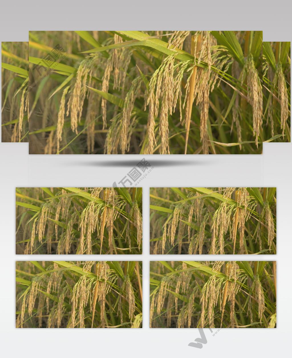 秋天农村傍晚夕阳下水稻穗