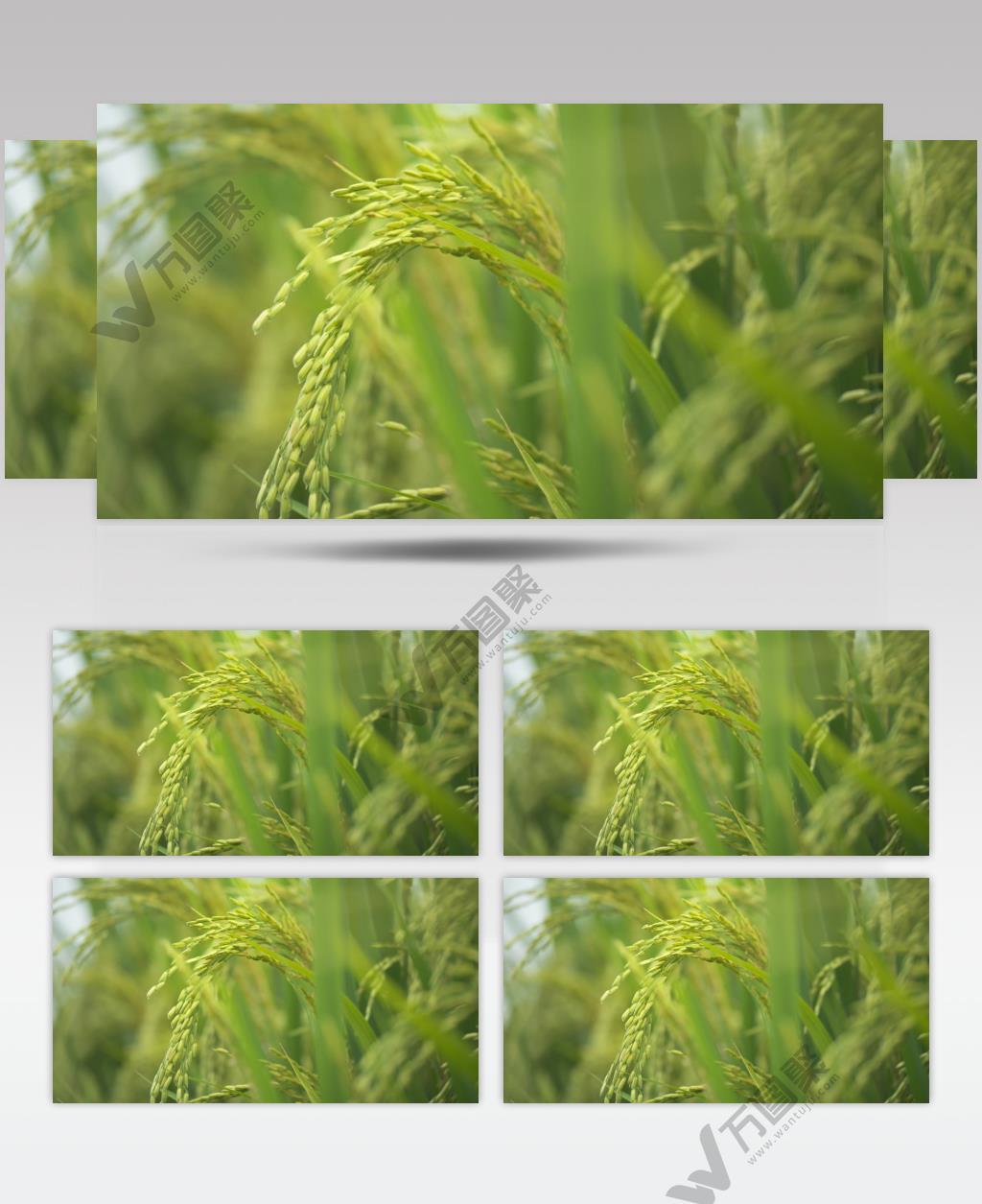 水稻小麦五常大米稻穗丰收