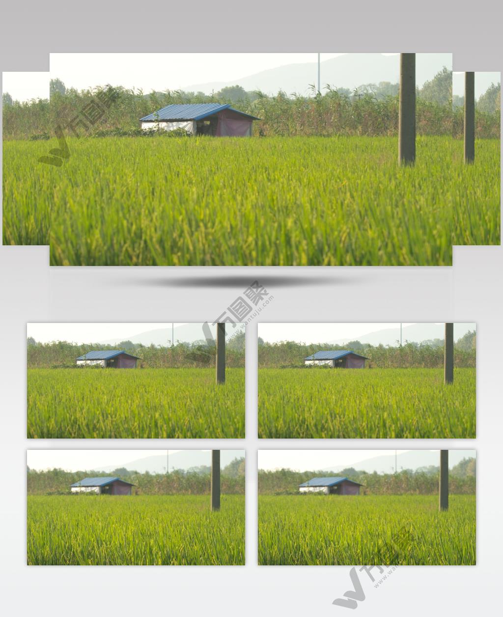 乡村田野鸡舍农田远山电线杆