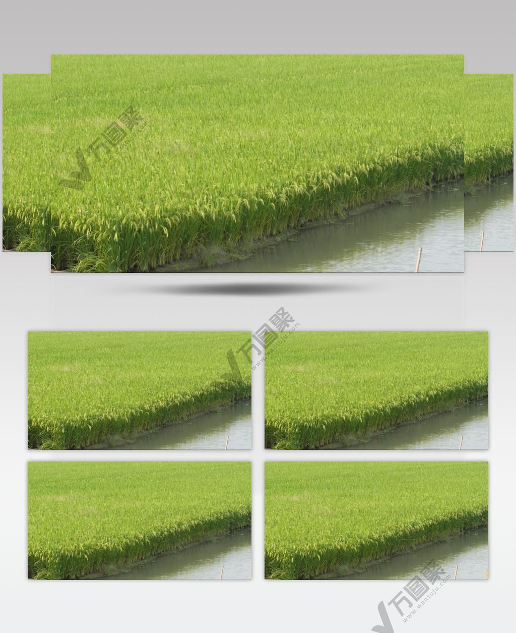 乡村水田野水稻穗五常大米