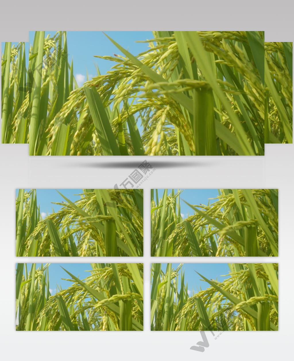 乡村田野蓝天白云水稻穗大米