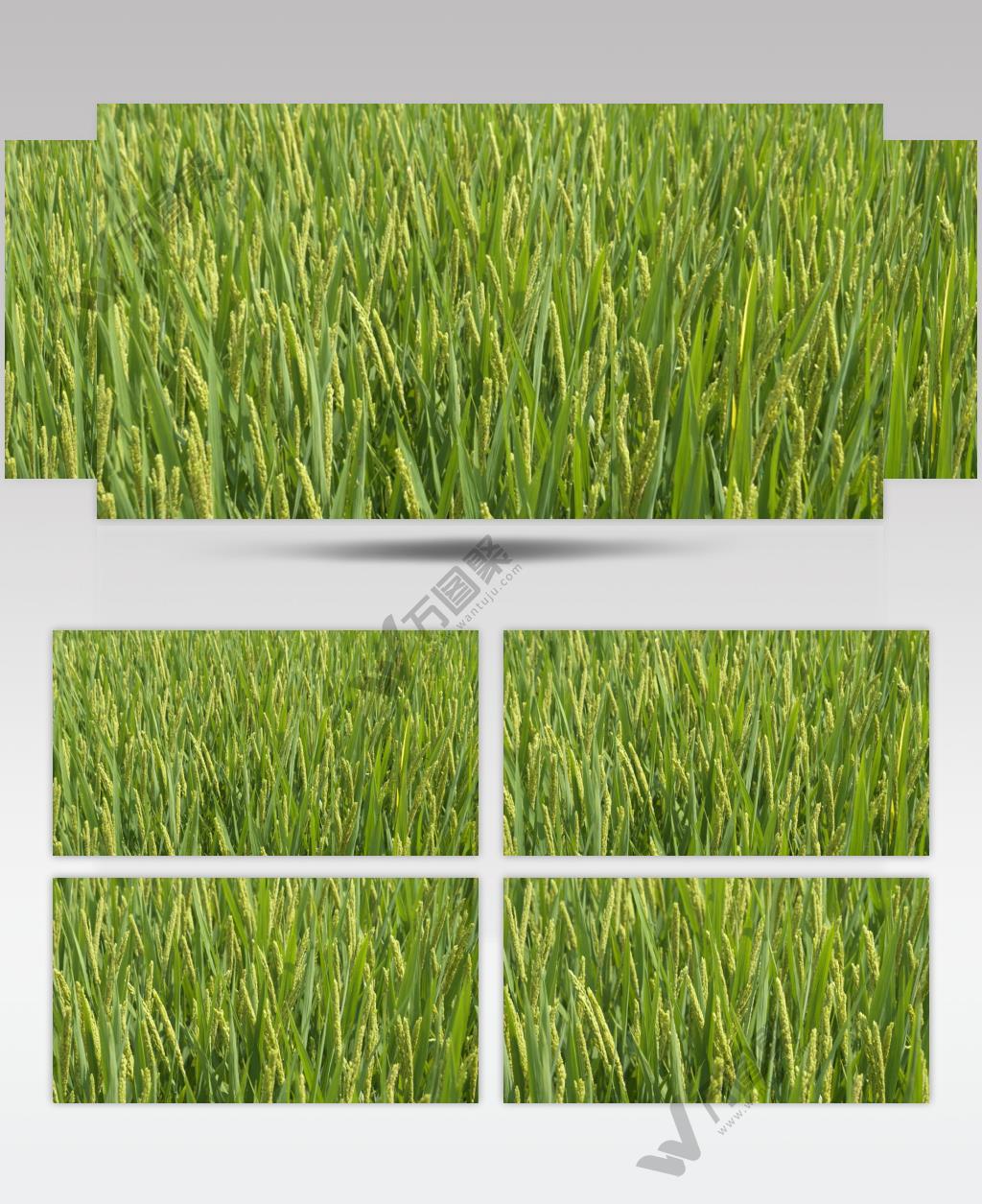 水稻穗粮食庄稼镜头拉近放大