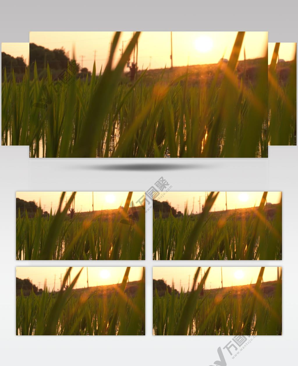 农村夕阳晚霞下的水稻田秧苗
