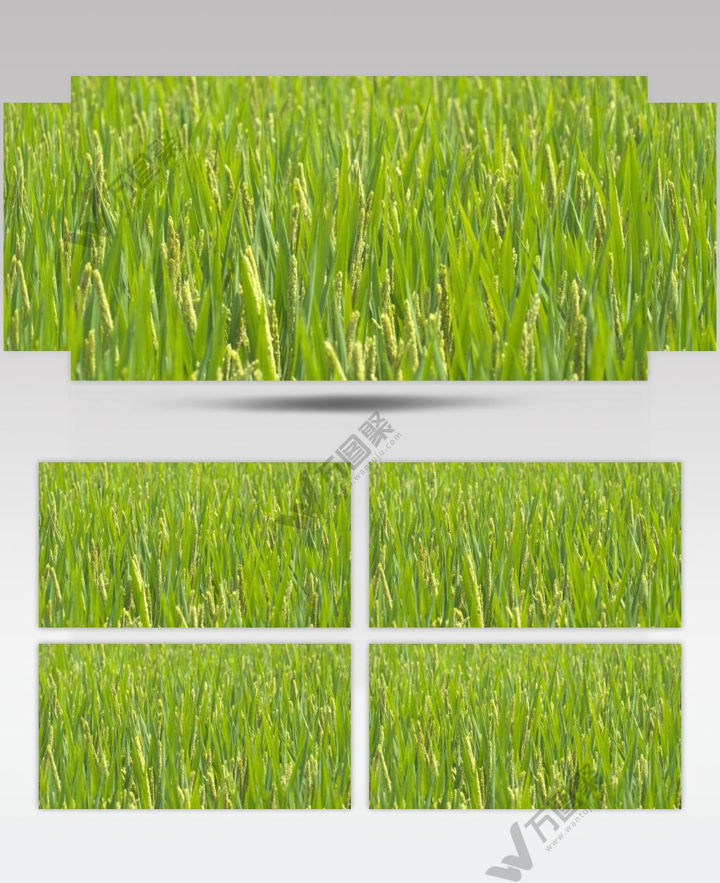 农村乡村水稻成熟丰收粮食