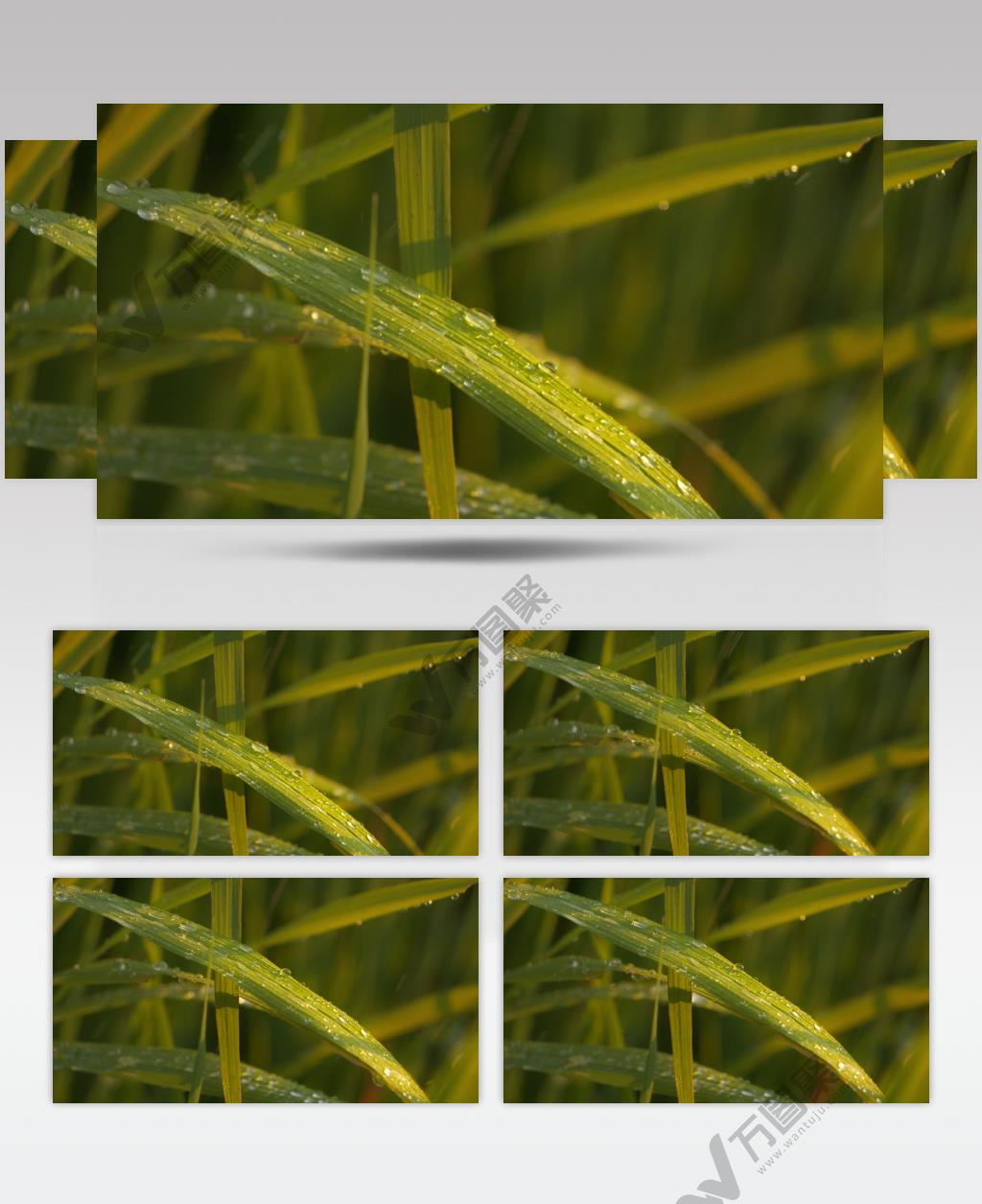 雨水滋润灌溉浇水稻粮食植物