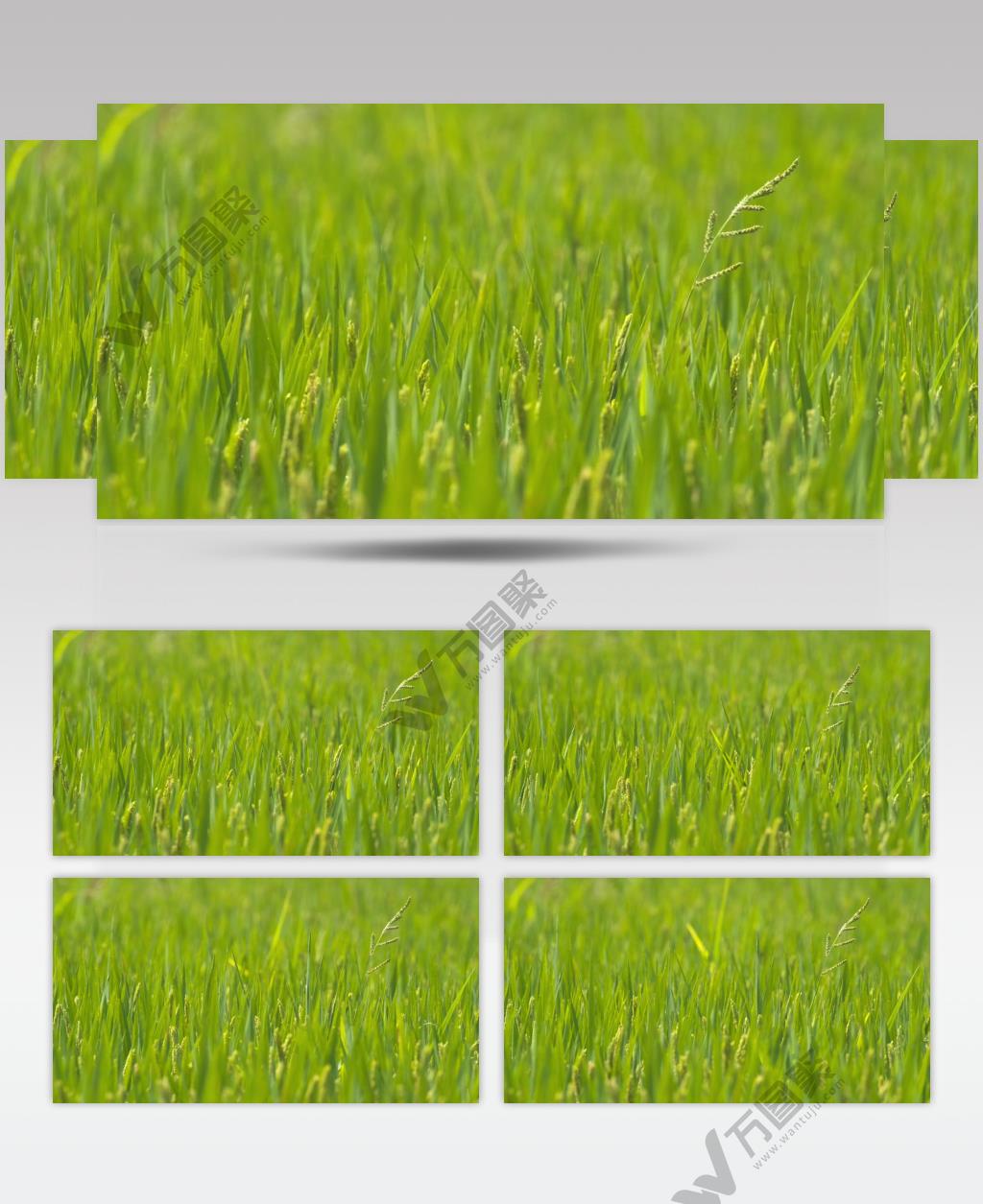 夏天农村水稻田粮食稗子唯美