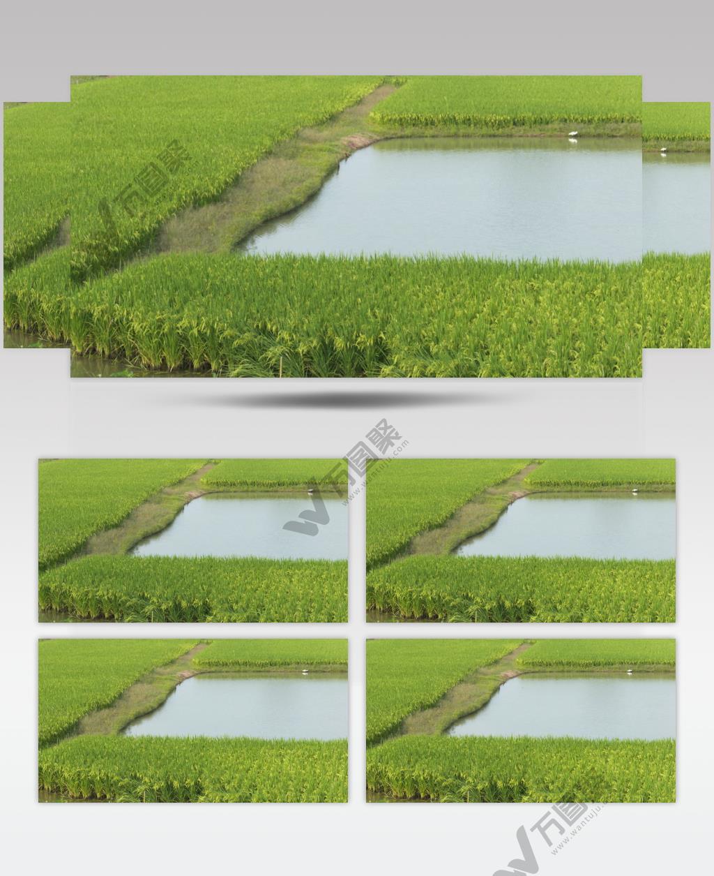 秋天农村田野水稻穗粮食大米