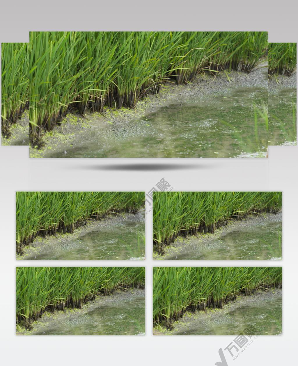 乡村农村田野水稻根部淤泥巴