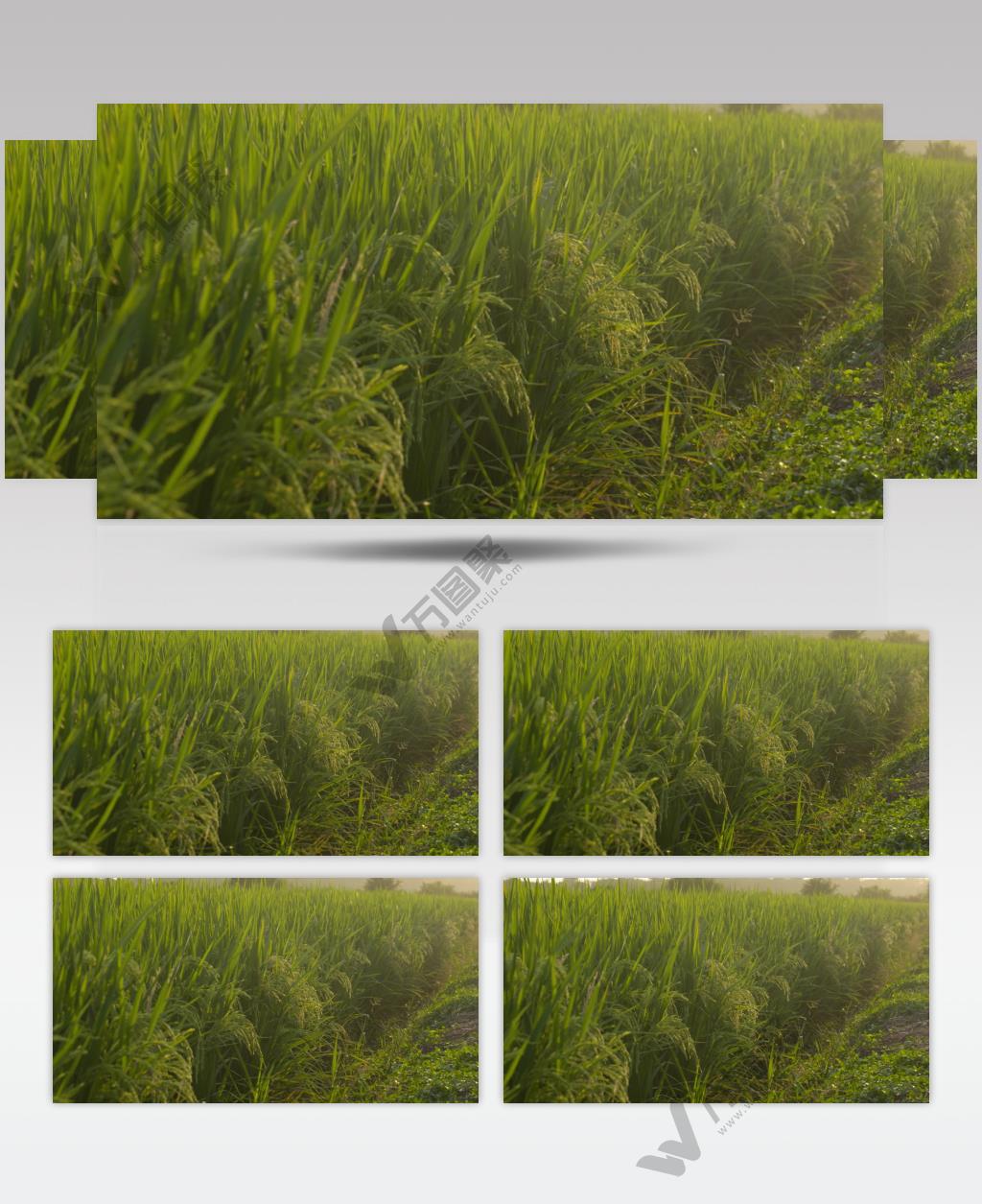 夏末初秋傍晚黄昏田野水稻