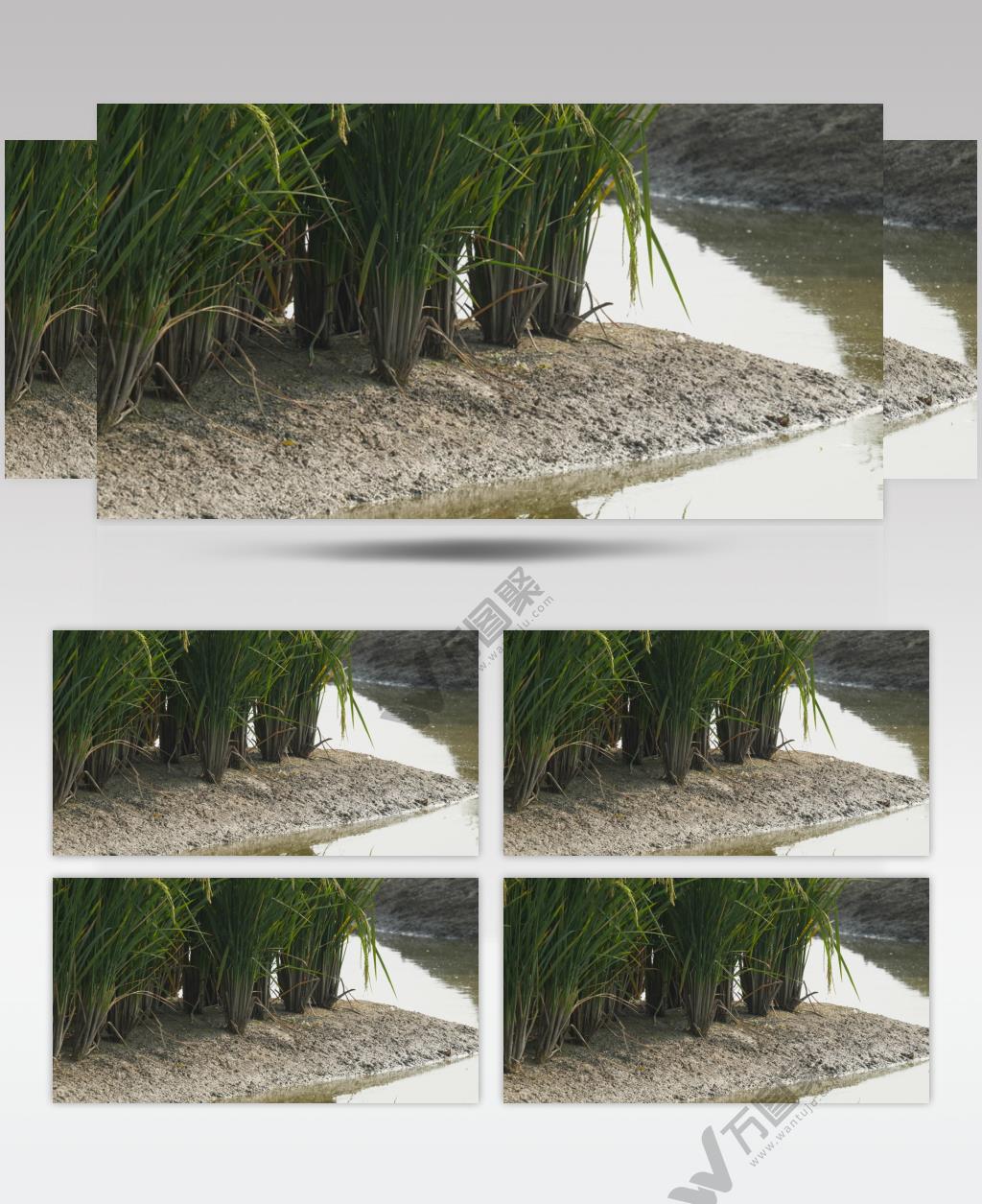 夏末初秋田野水稻根部泥巴特写