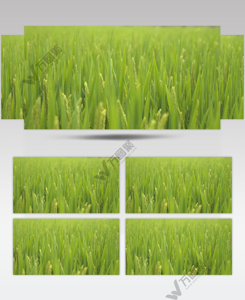 夏末农村水稻五常大米即将成熟