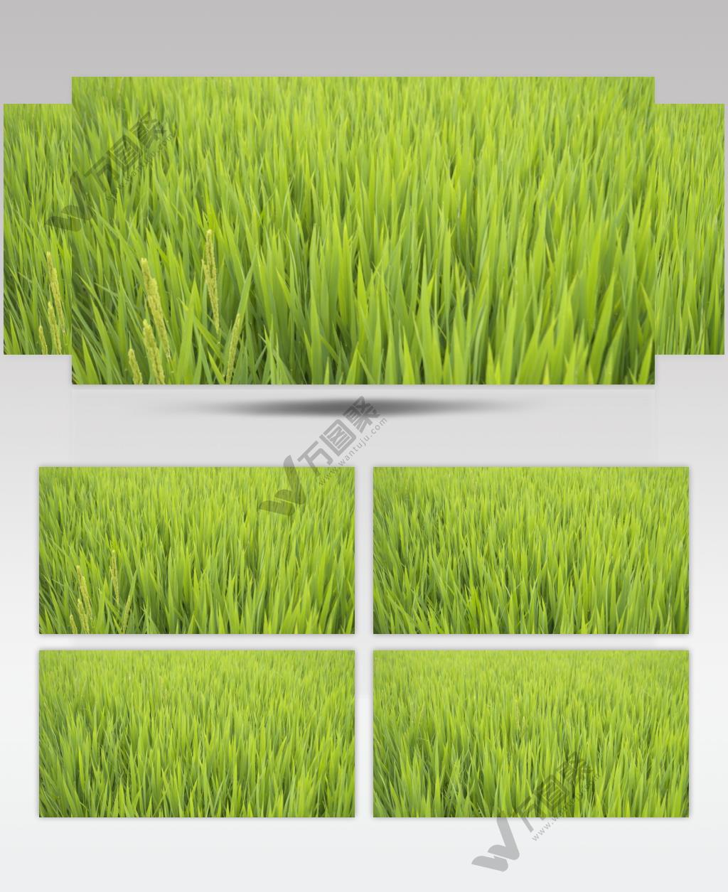 农村水稻插秧苗五常大米田野