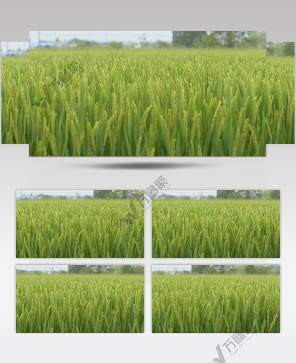乡村水稻田野五常大米粮食庄稼