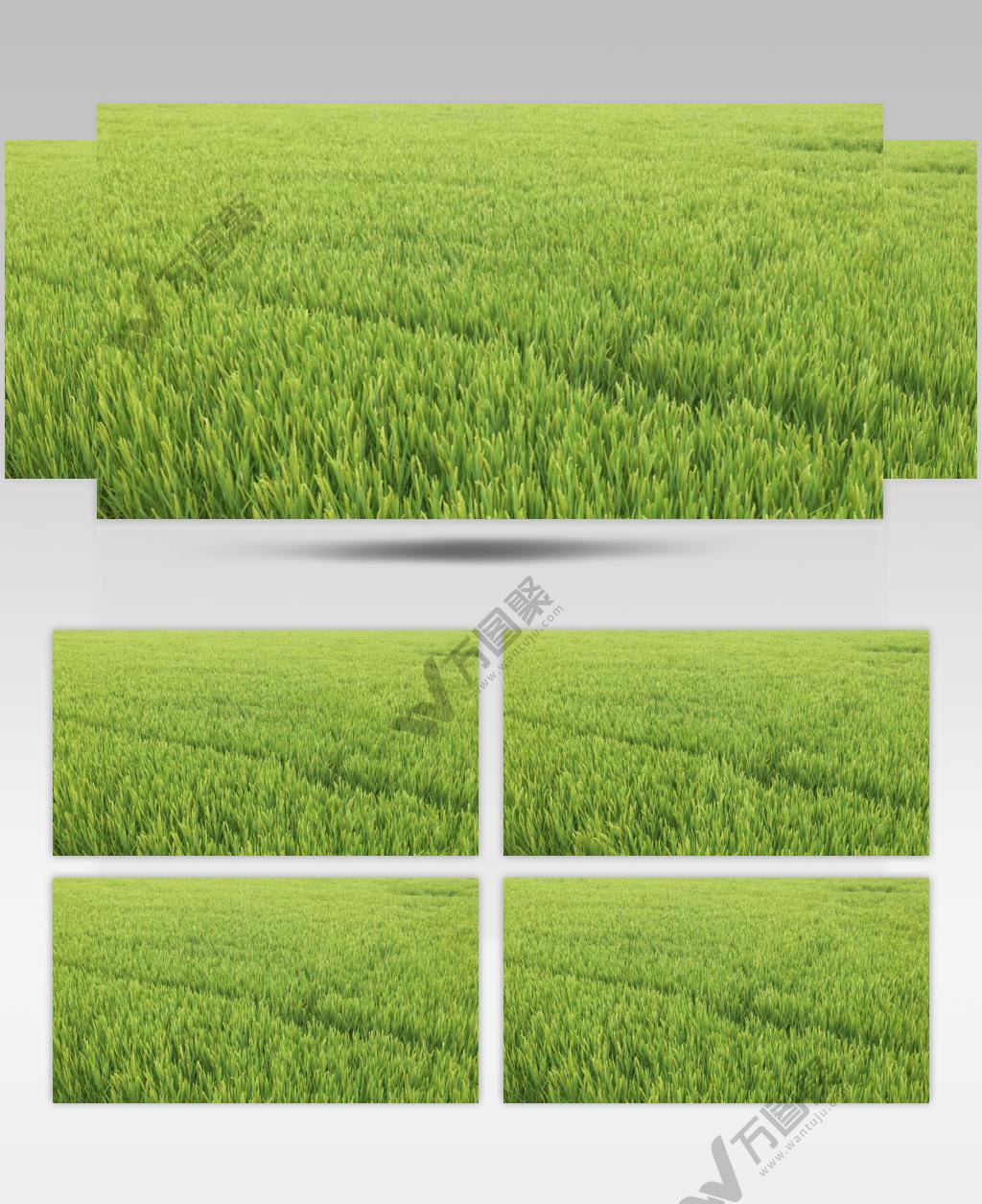 夏天农村田野水稻微风吹麦浪