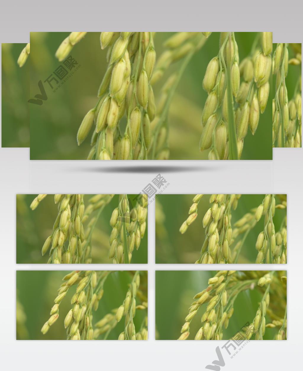 水稻穗五常大米丰收 微距特写