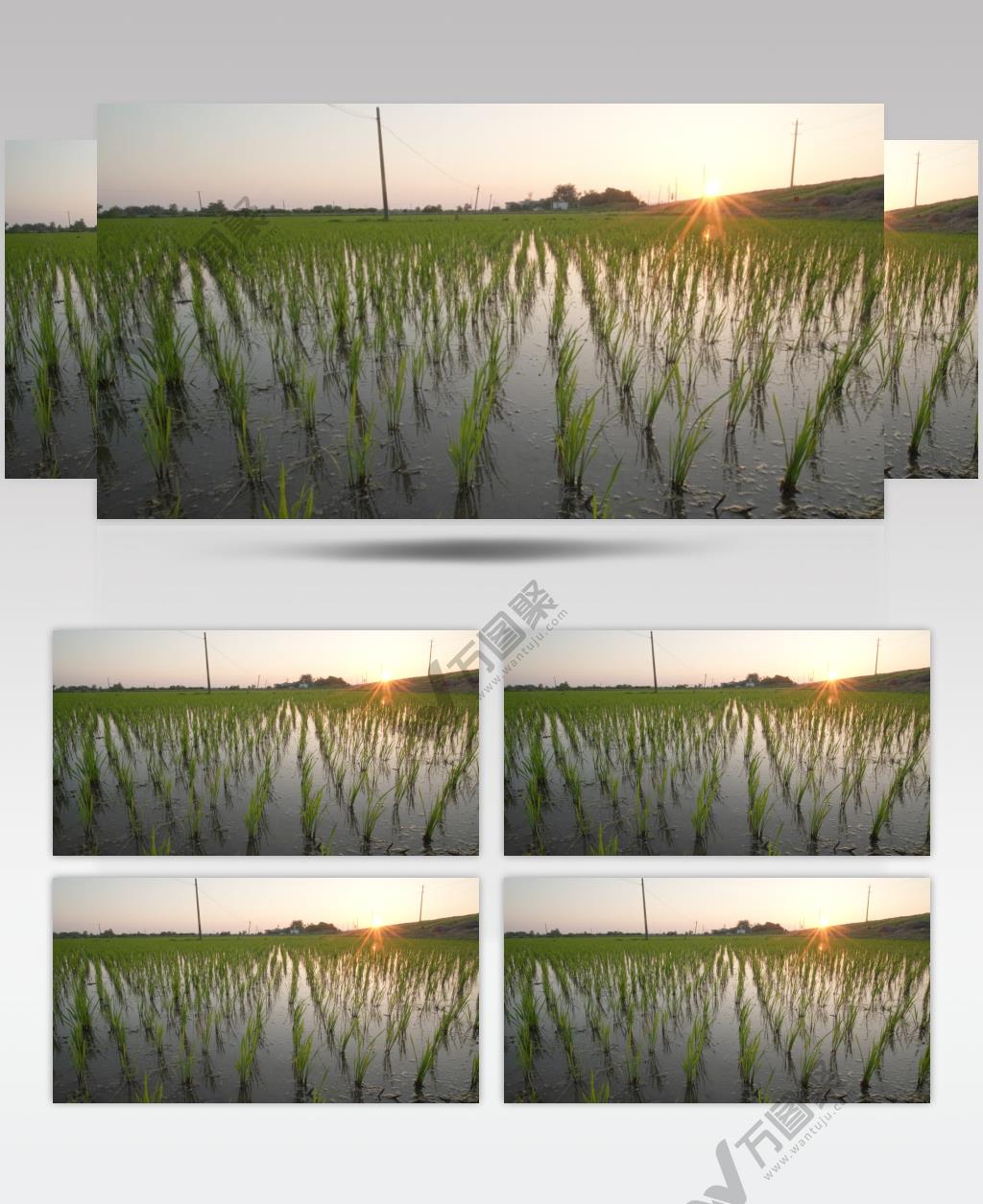 夕阳下的稻田插秧水稻苗安静悠闲