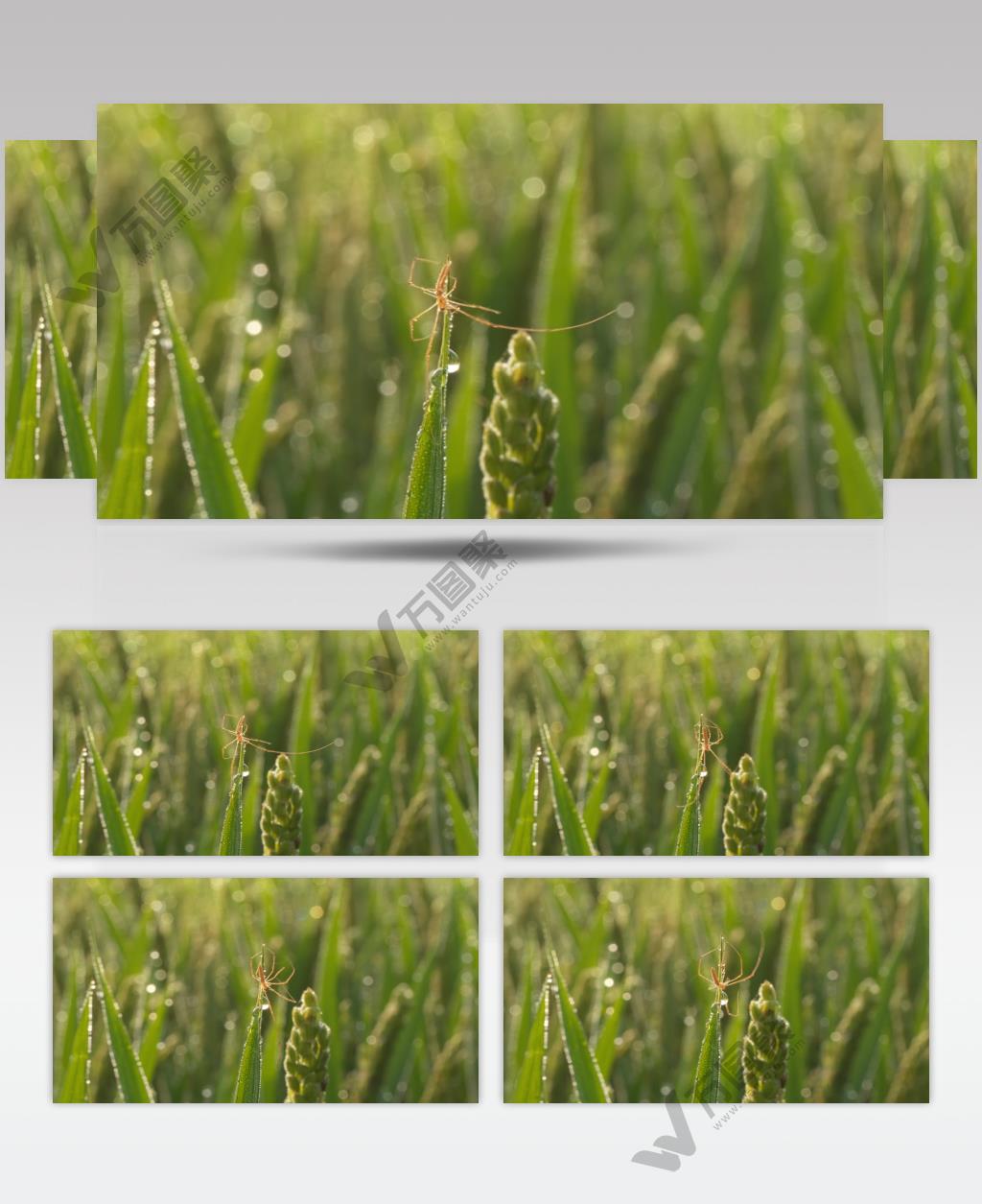 清晨露珠水稻上的蜘蛛微距特写