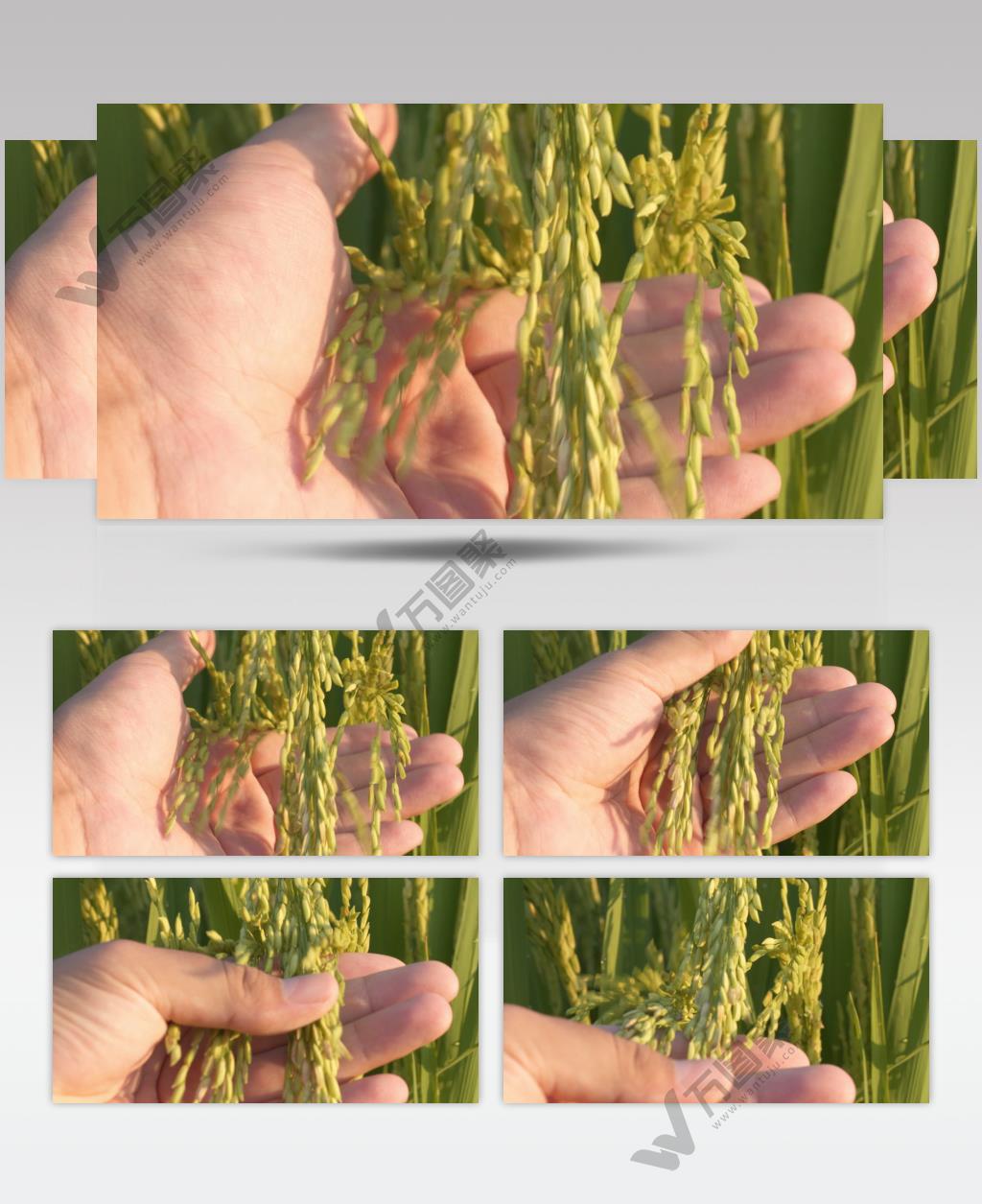 用手抚摸水稻穗大米粮食丰收