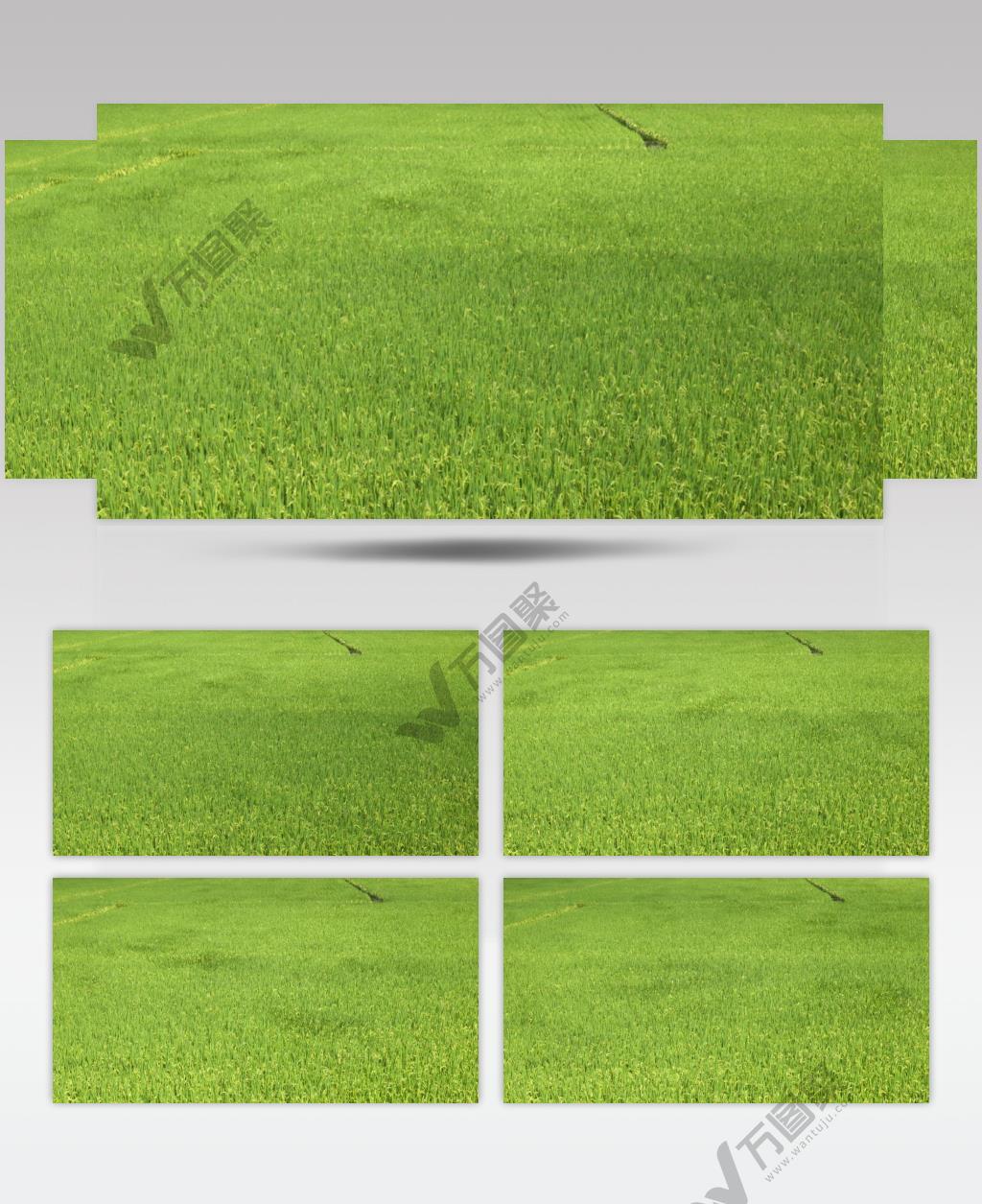 田野水稻穗微风吹麦浪随风摇摆