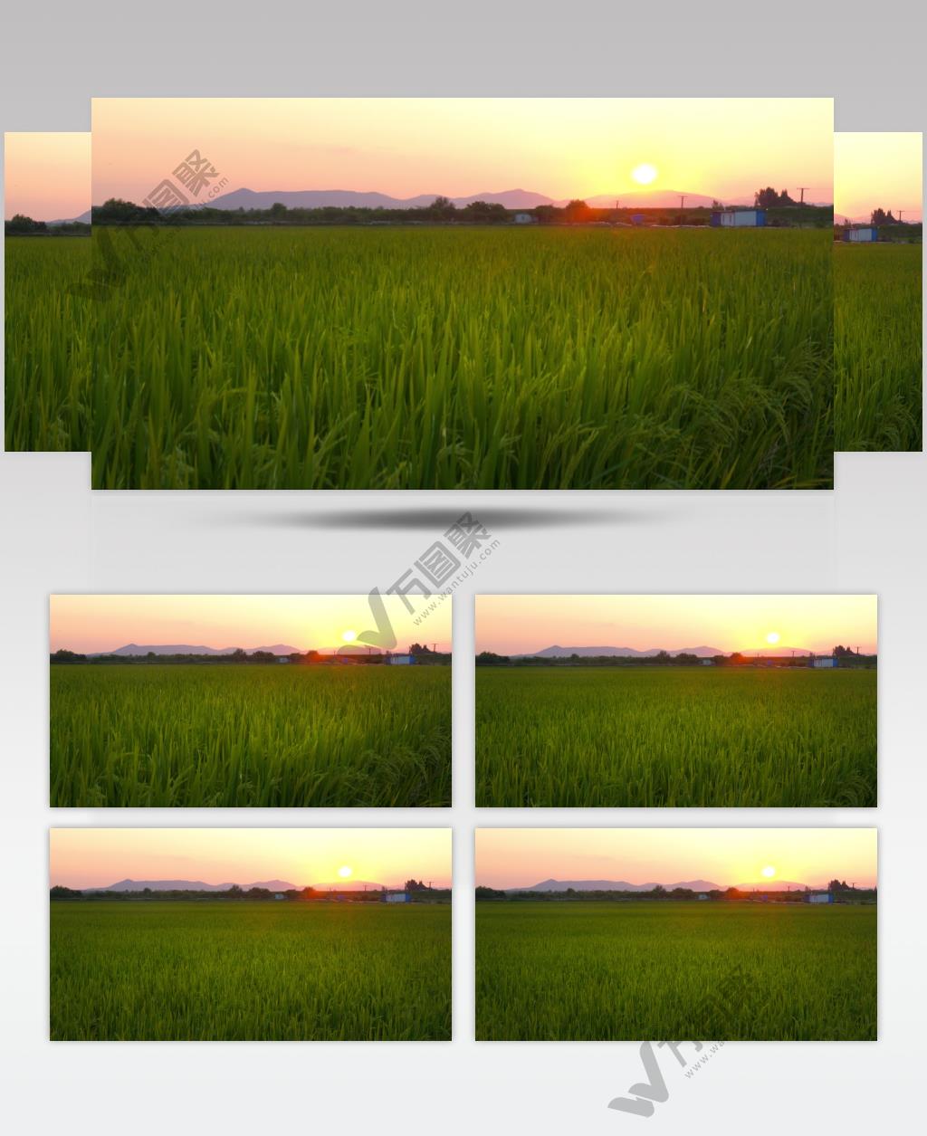 黄昏夕阳下的农村水稻田野