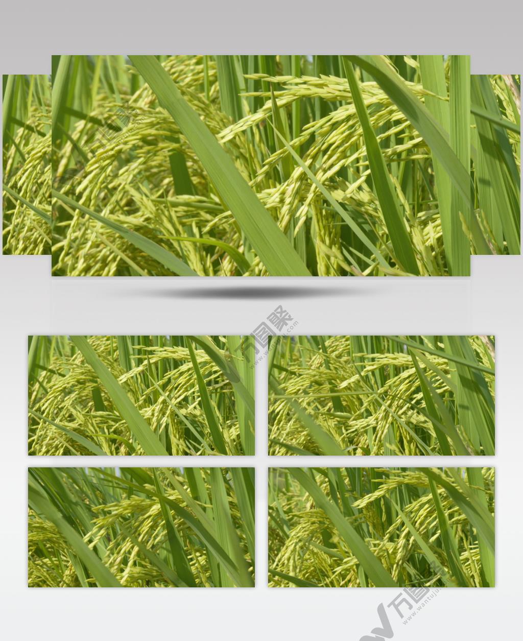 水稻穗大米粮食庄稼随风摇摆
