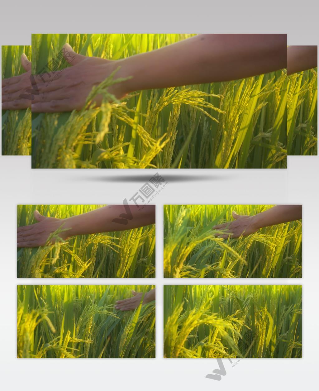 用手触摸抚摸水稻穗稻花大米