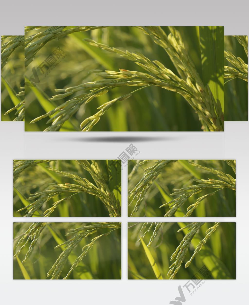 夏天夕阳下金色的水稻唯美