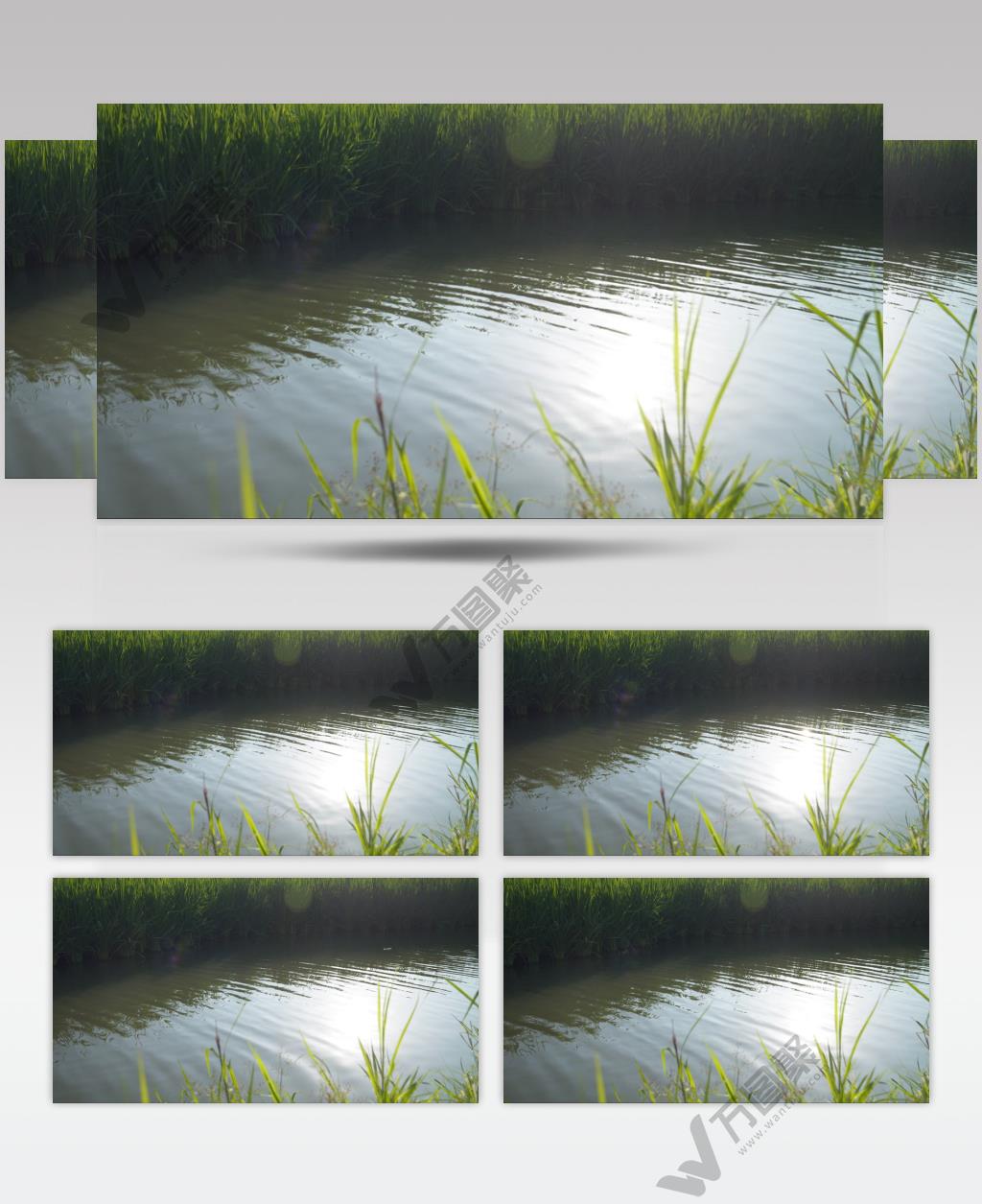 农村水稻田野池塘阳光刺眼