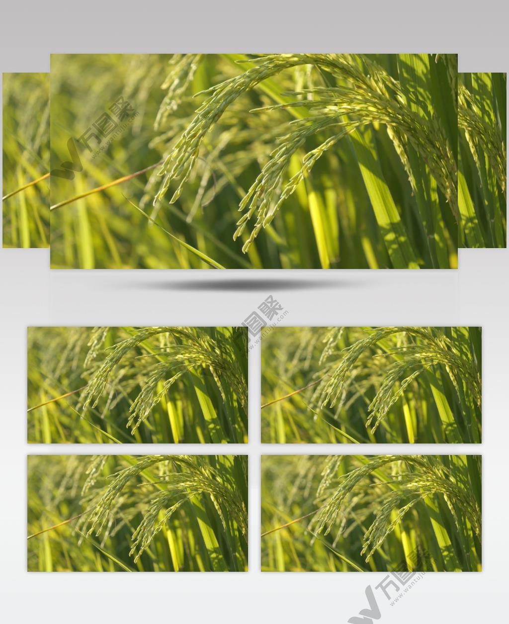 夕阳下金黄色的水稻穗唯美