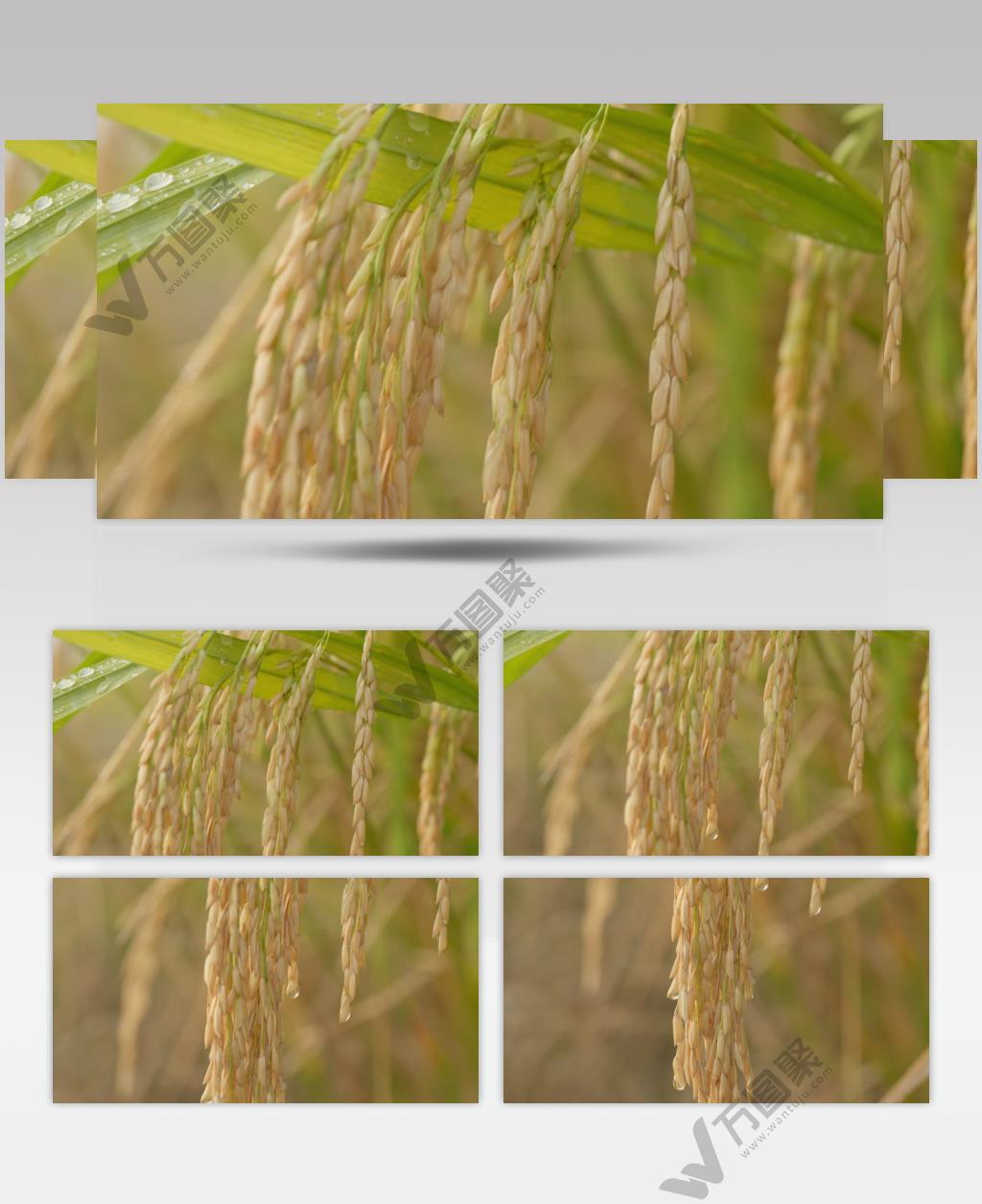 秋天乡村水稻穗粮食成熟丰收