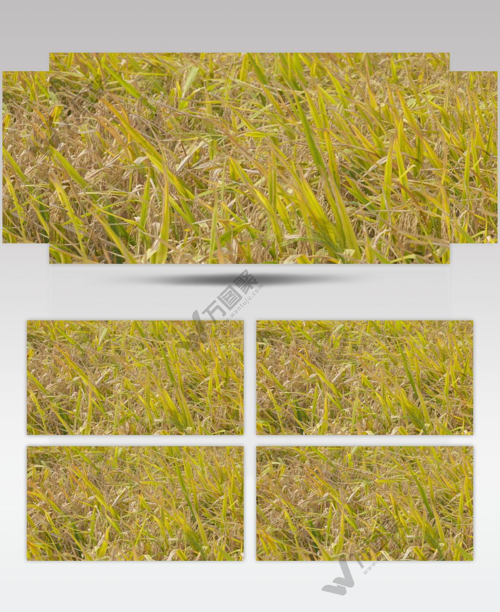 秋天水稻穗大米粮食成熟丰收