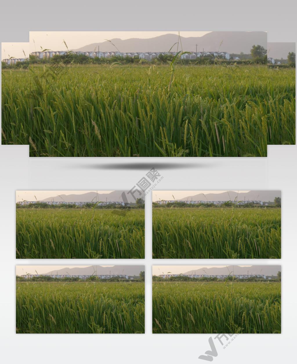 农村水稻田野狗尾草安置房