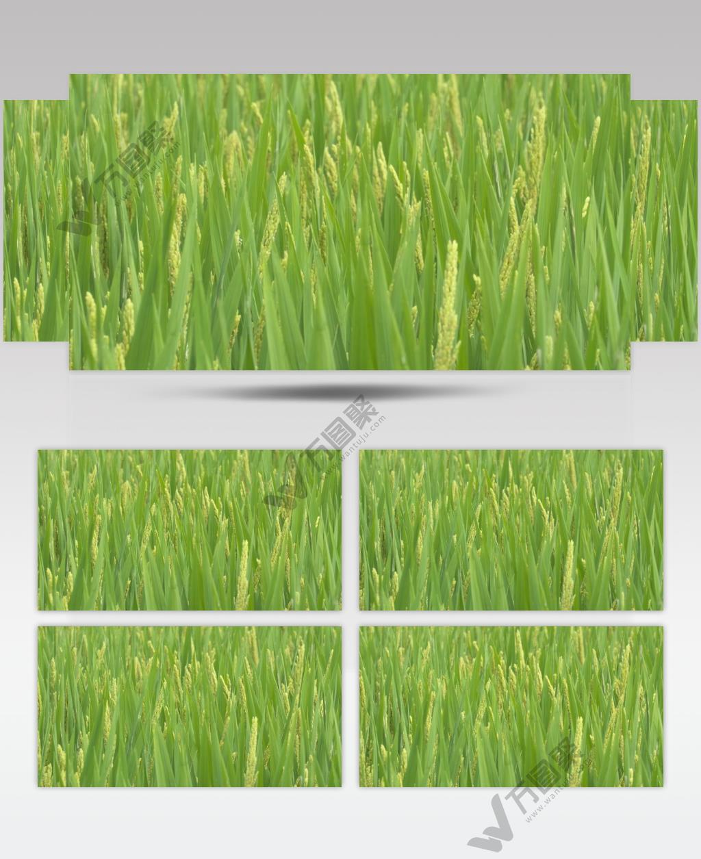 水稻 小麦粮食庄稼田野丰收