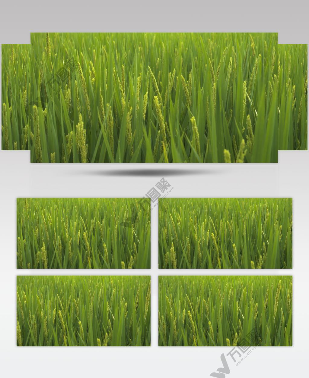 水稻稻穗即将成熟丰收粮食