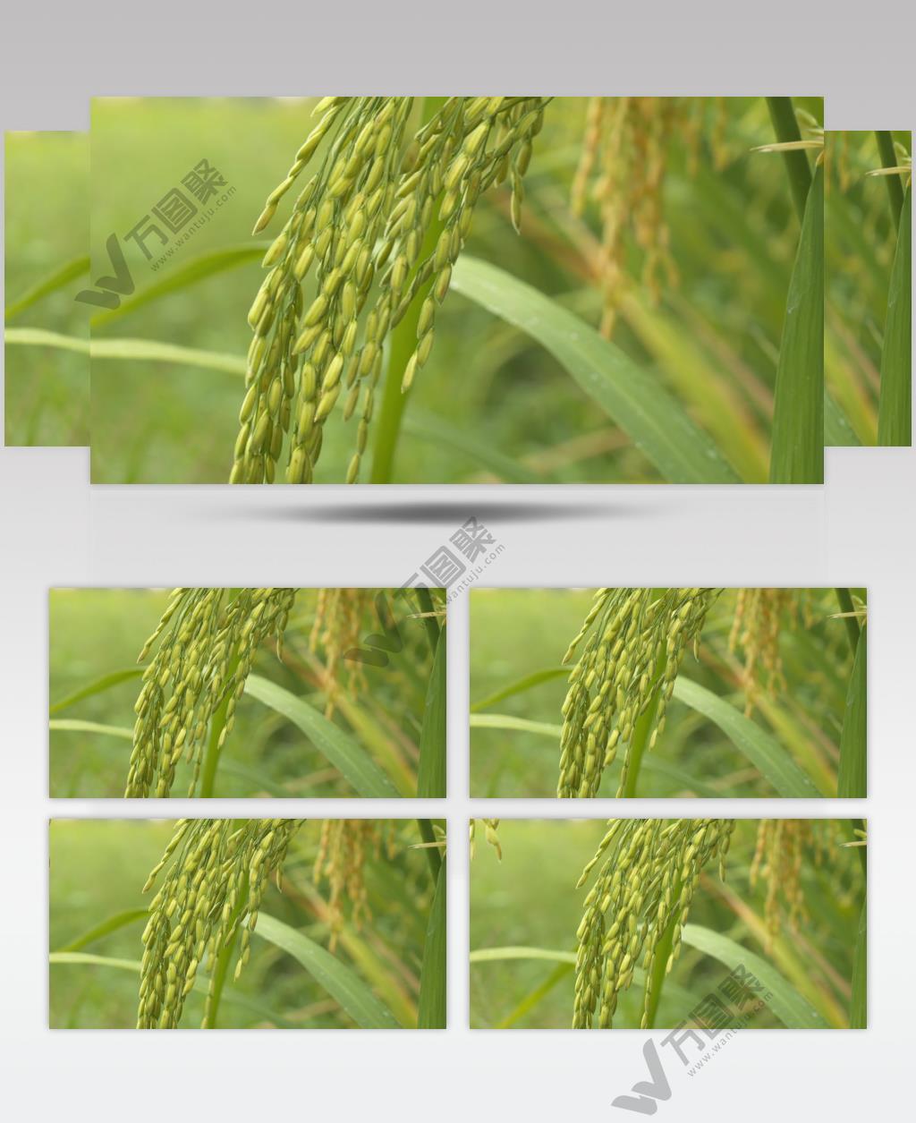 夏末水稻穗成熟丰收青蛙鸣