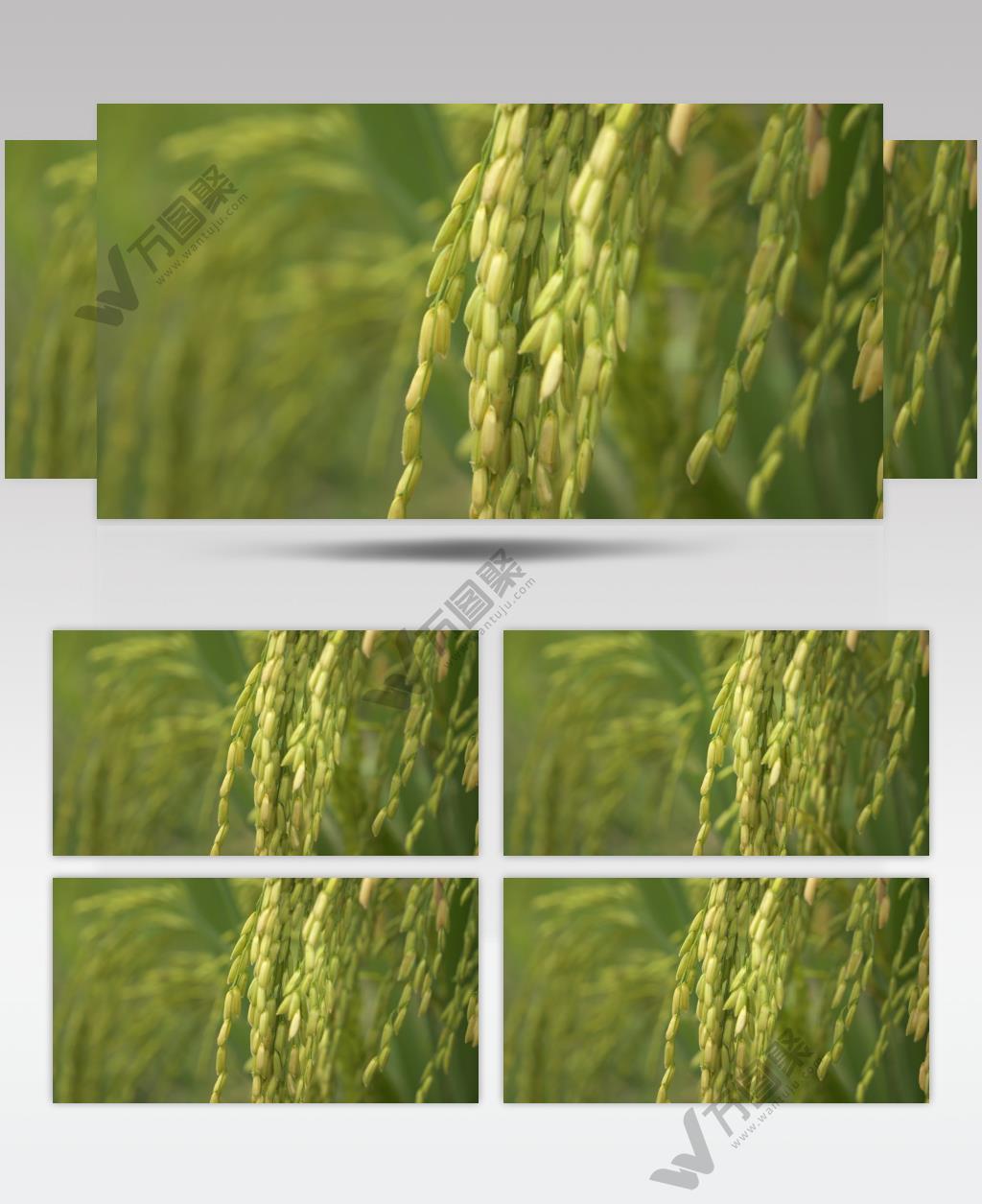 夏天水稻穗成熟田野粮食丰收