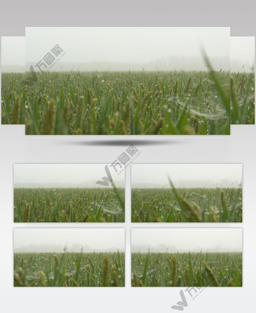 清晨薄雾笼罩的水稻田野露珠