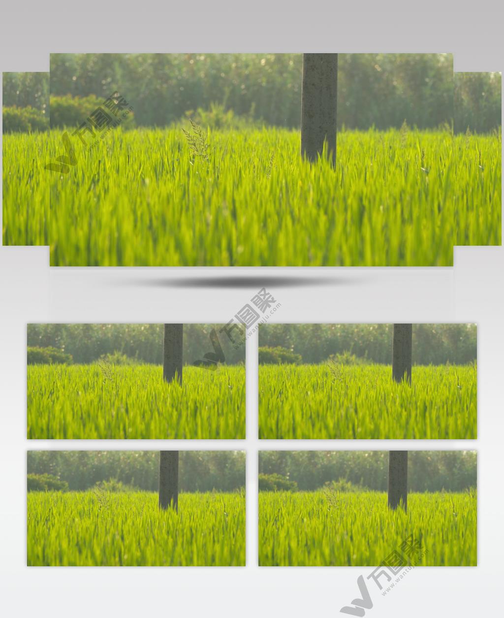 夏天乡村水稻田野五常大米