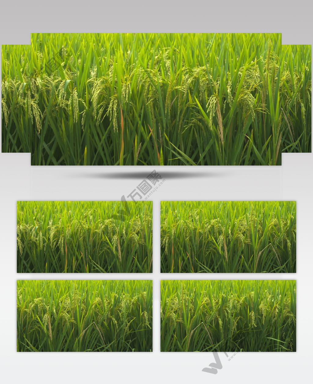 农村水稻田野稻穗五常大米丰收