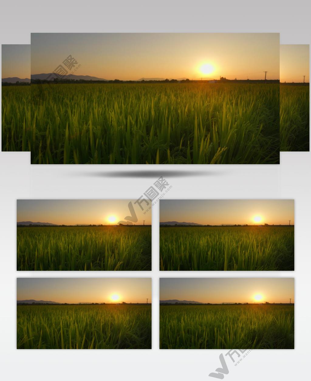 绝美夕阳乡村水稻田唯美晚霞