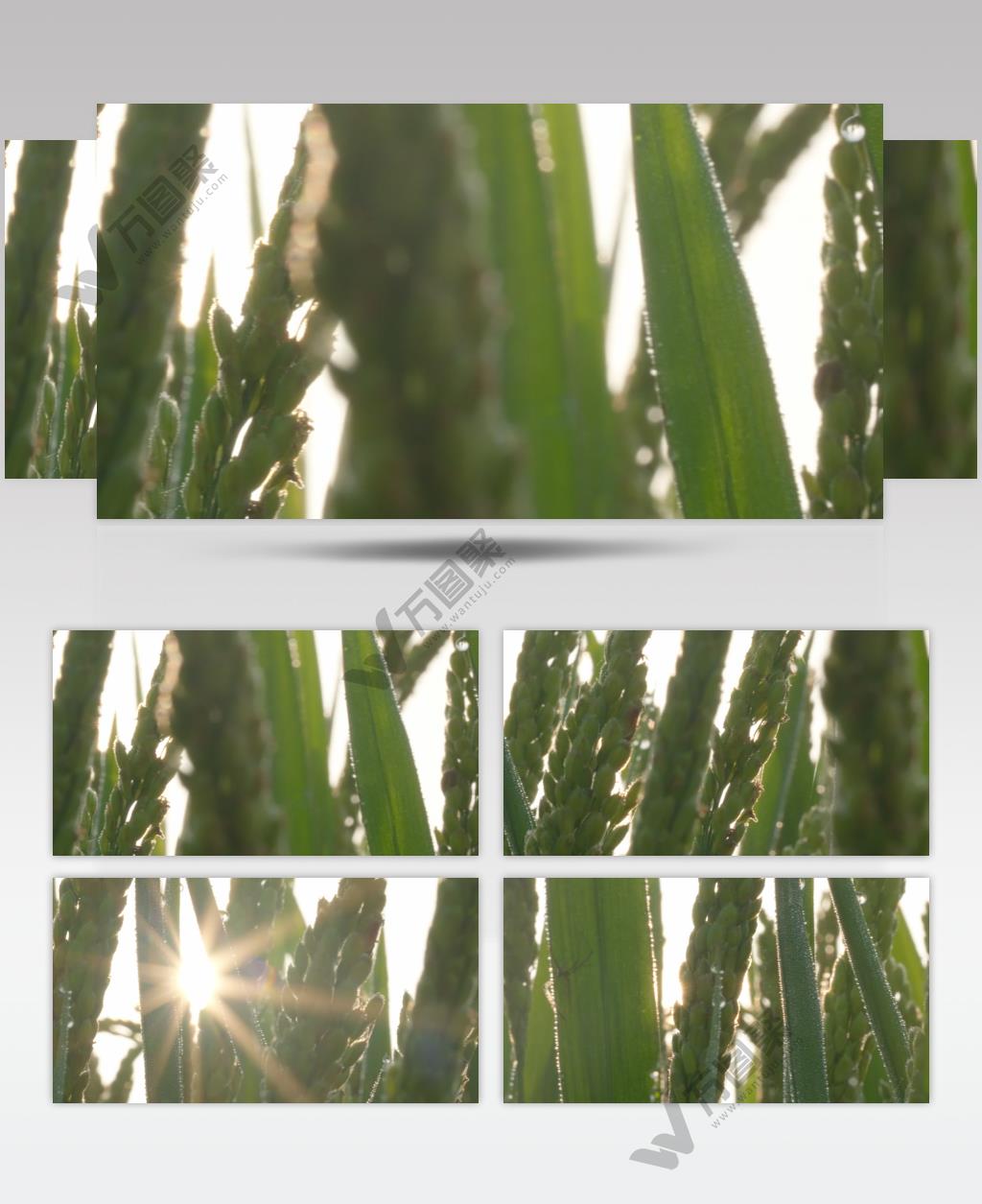 清晨水稻穗逆光粮食大米剪影