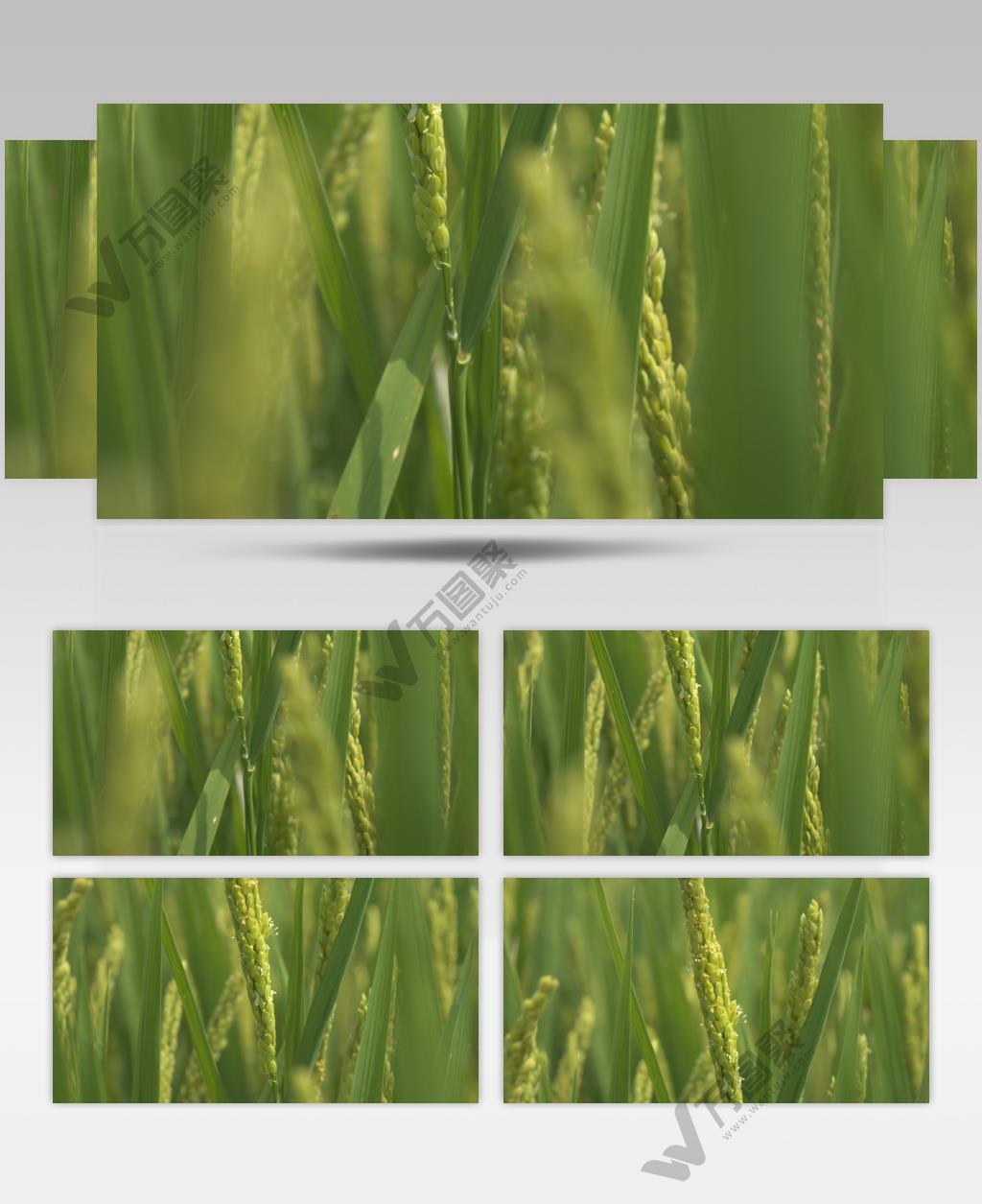 水稻稻穗稻花稻香微距特写