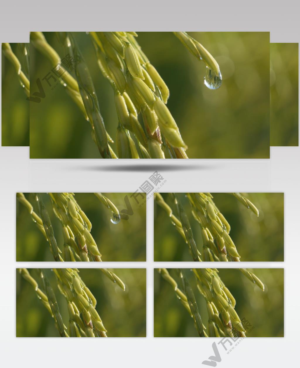 清晨水稻露珠滴水滋润灌溉