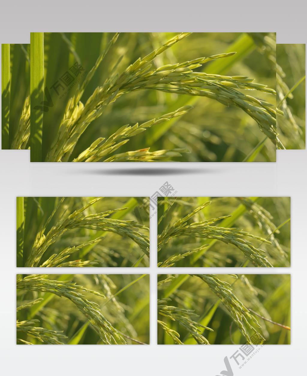 夏末水稻穗大米粮食庄稼唯美升格