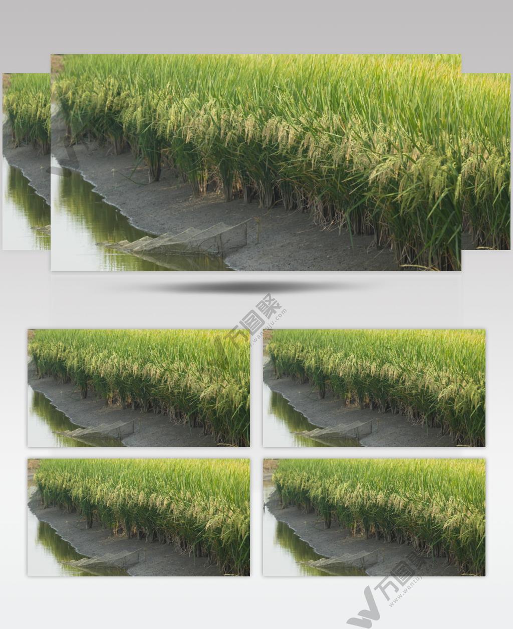 农村初秋田野水稻成熟大米