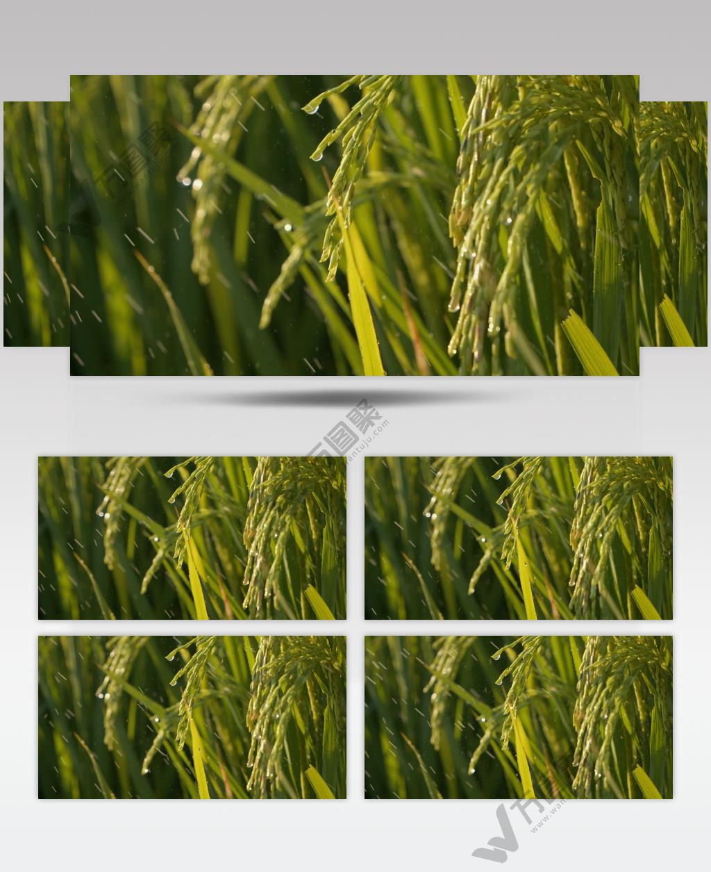 下雨水稻穗滋润灌溉浇水大米