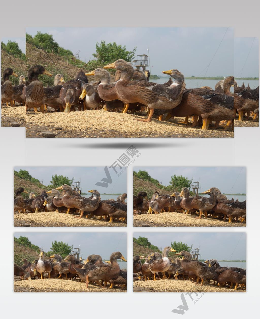 天然喂养散养鸭子吃水稻米