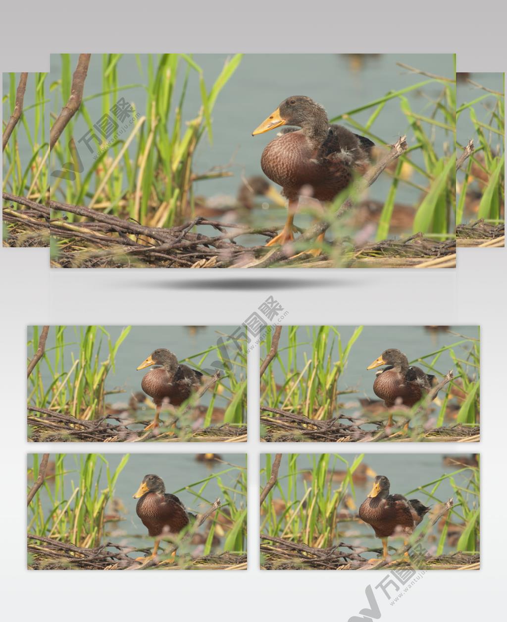 正宗天然喂养散养鸭子土鸭