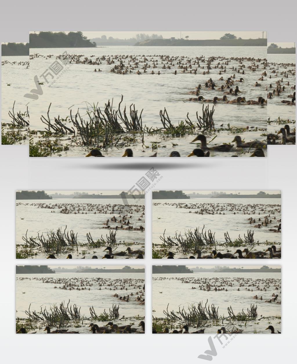 秋天傍晚农村散养鸭子返回饲养点